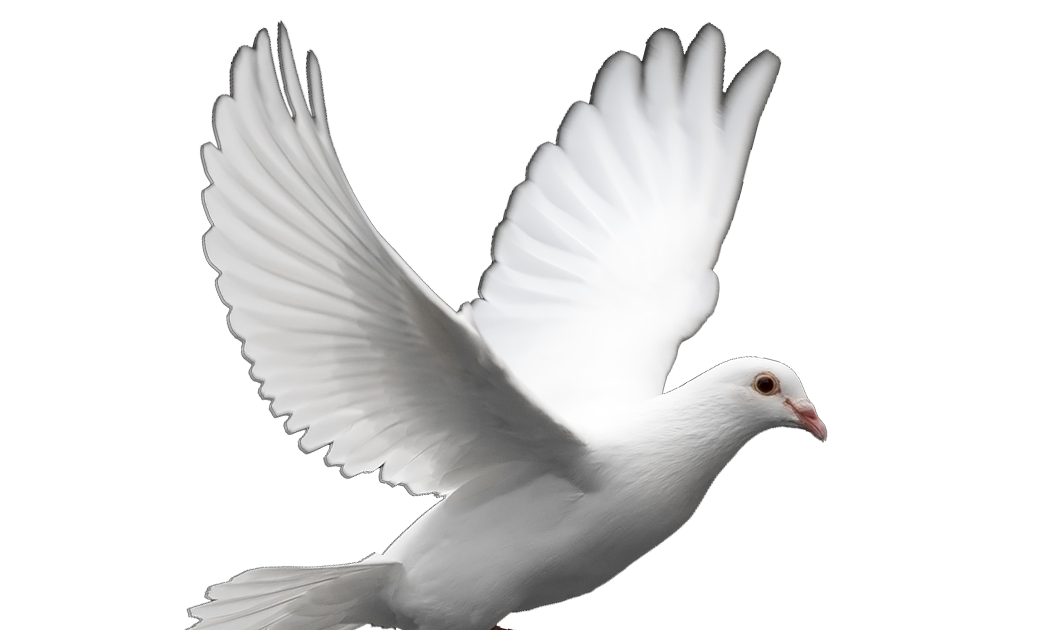 Download PNG image - White Pigeon Dove Transparent PNG 