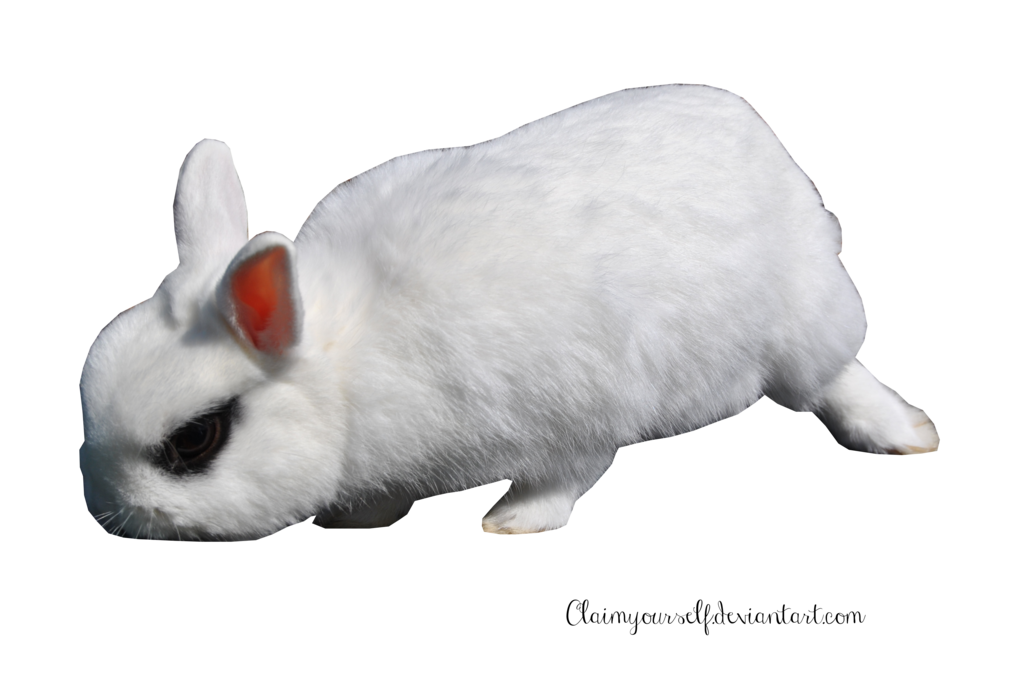 Download PNG image - White Rabbit PNG Transparent Image 