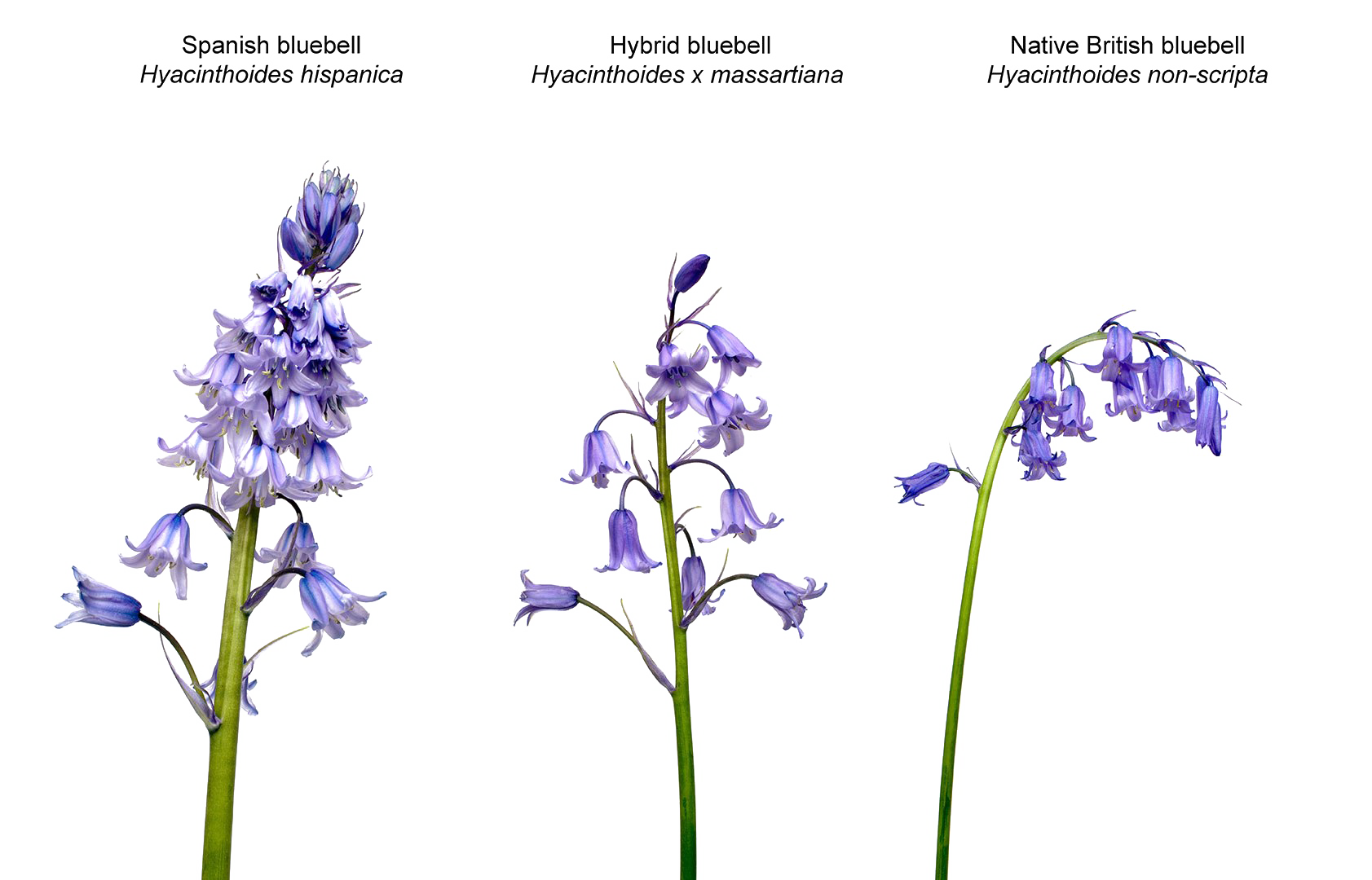 Download PNG image - Bluebells Flower PNG Transparent Image 