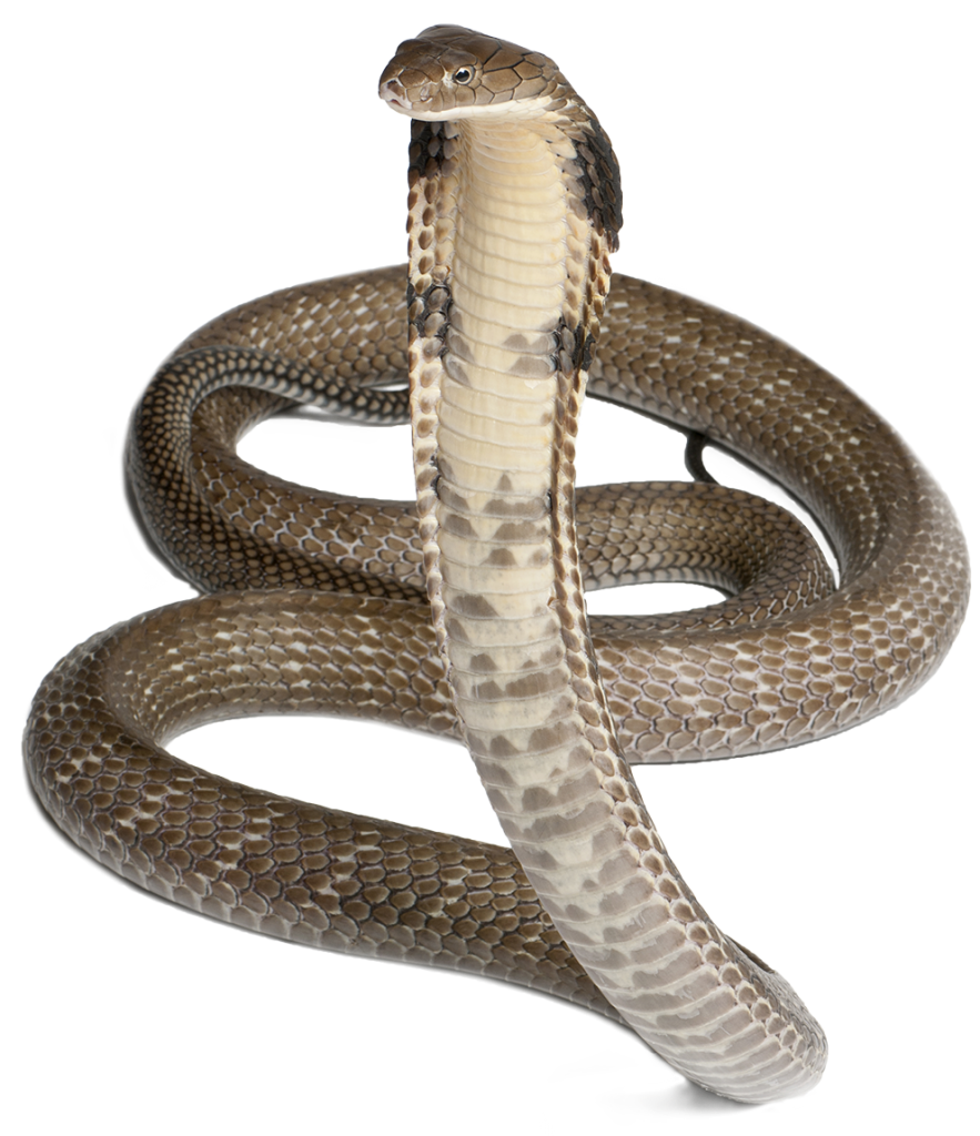 Download PNG image - Cobra Snake PNG Photos 