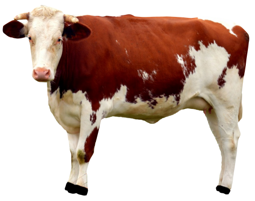 Download PNG image - Cow PNG Free Download 