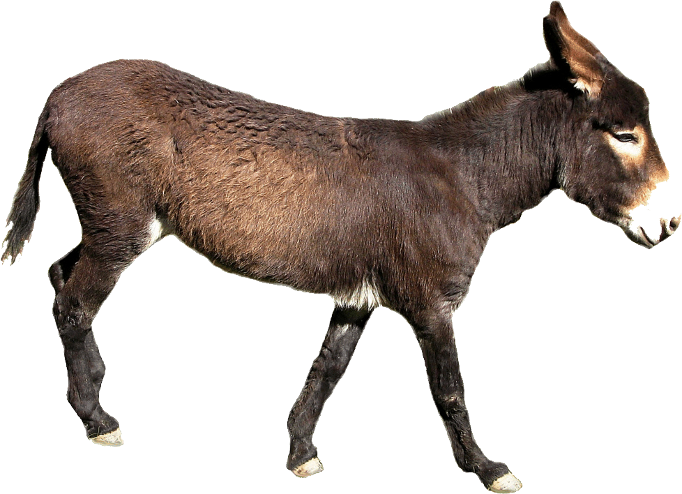 Download PNG image - Donkey Mule PNG File 