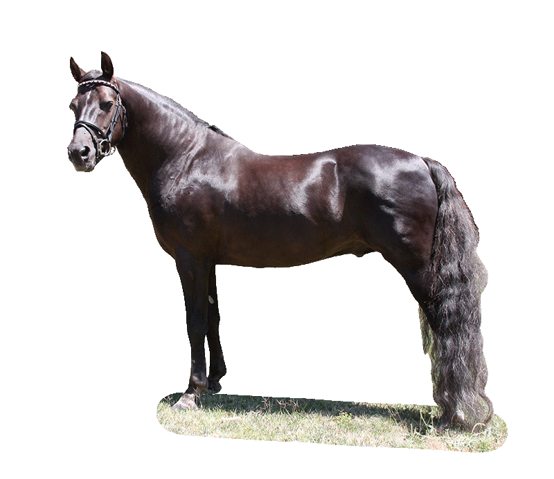 Download PNG image - Farm Morgan Horse PNG Transparent Image 