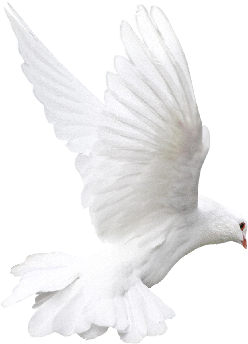 Download PNG image - Flying White Pigeon PNG Free Download 