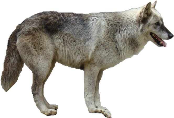 Download PNG image - Grey Wolf Transparent PNG 