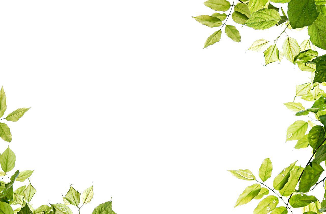 Download PNG image - Leaves Border PNG Isolated Pic 