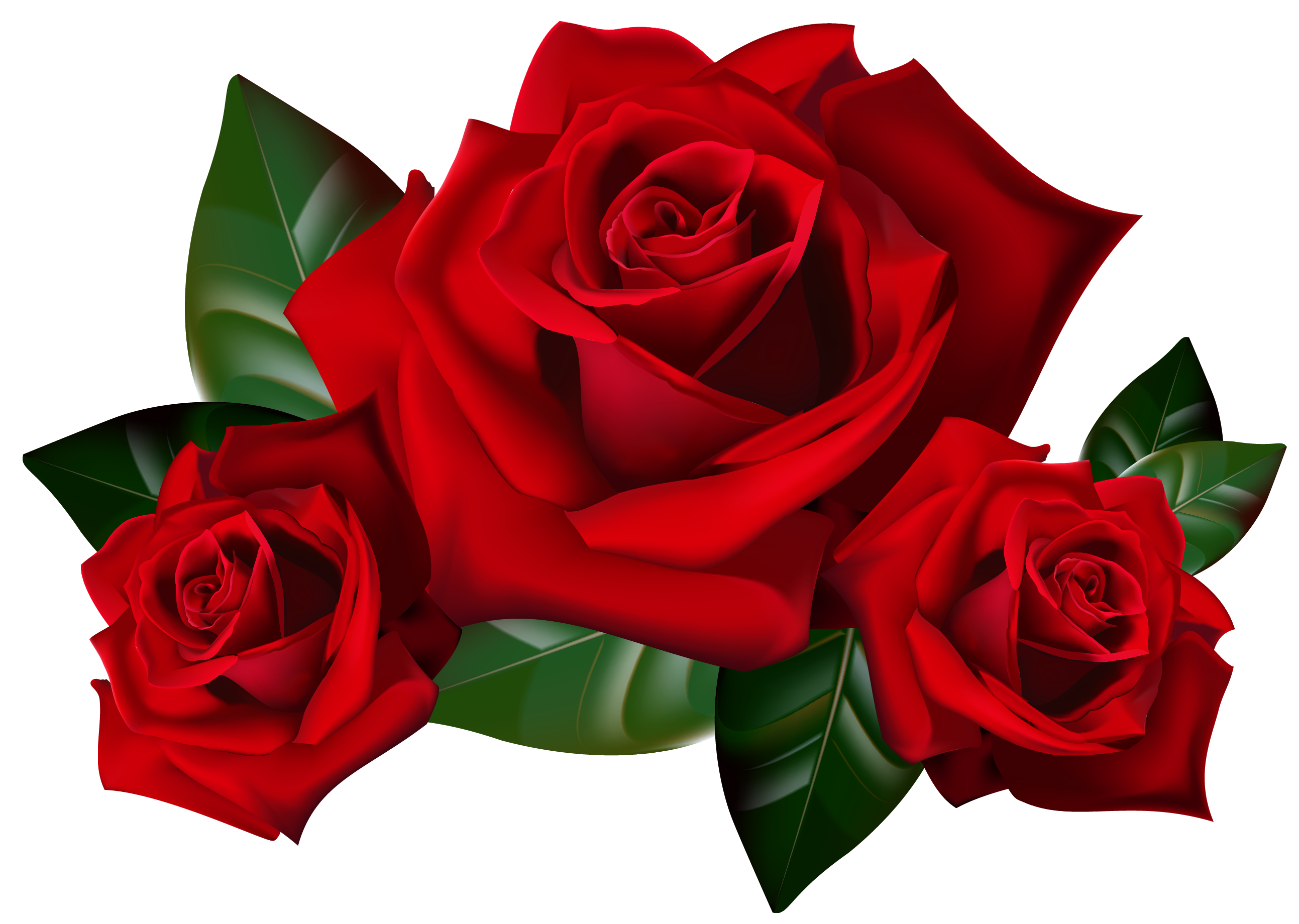 Download PNG image - Red Rose PNG Transparent Image 