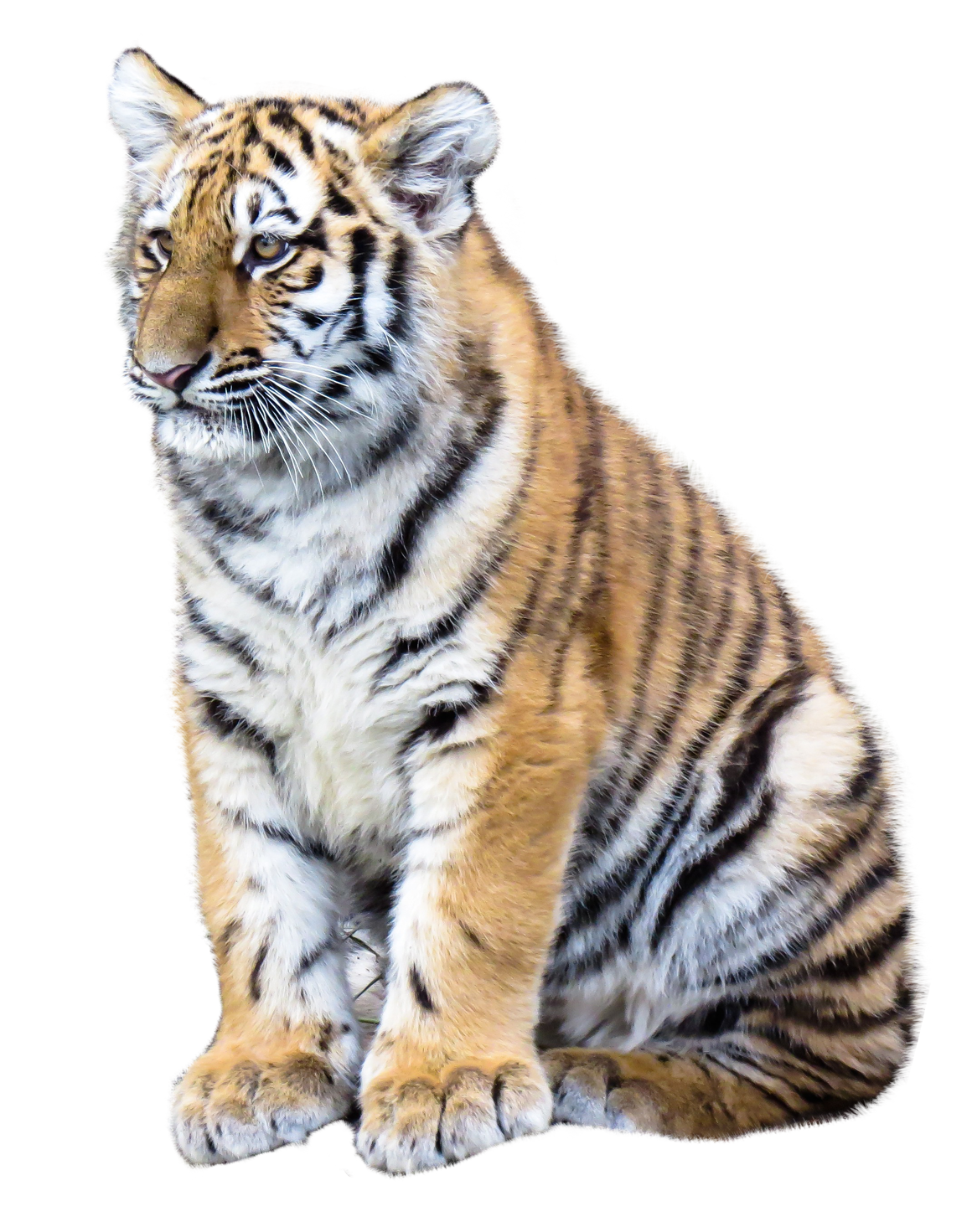 Download PNG image - Siberian Tiger PNG Clipart 