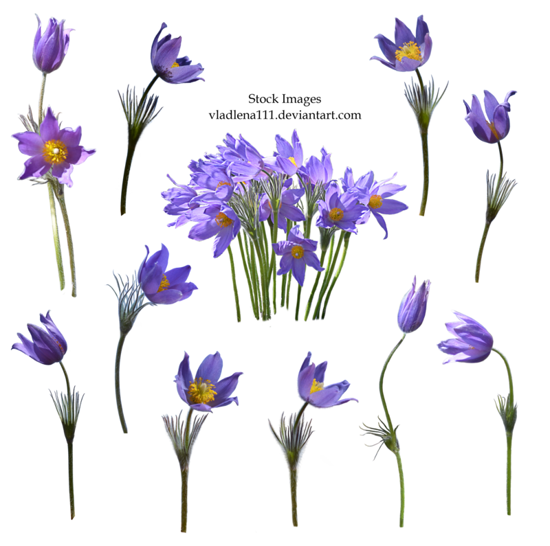 Download PNG image - Spring Flower Transparent Background 