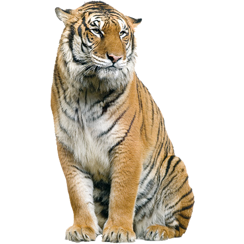 Download PNG image - Tiger PNG Isolated Image 