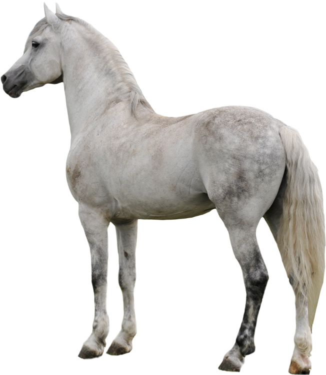 Download PNG image - White Horse PNG File 