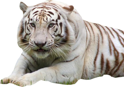 Download PNG image - White Tiger PNG File 