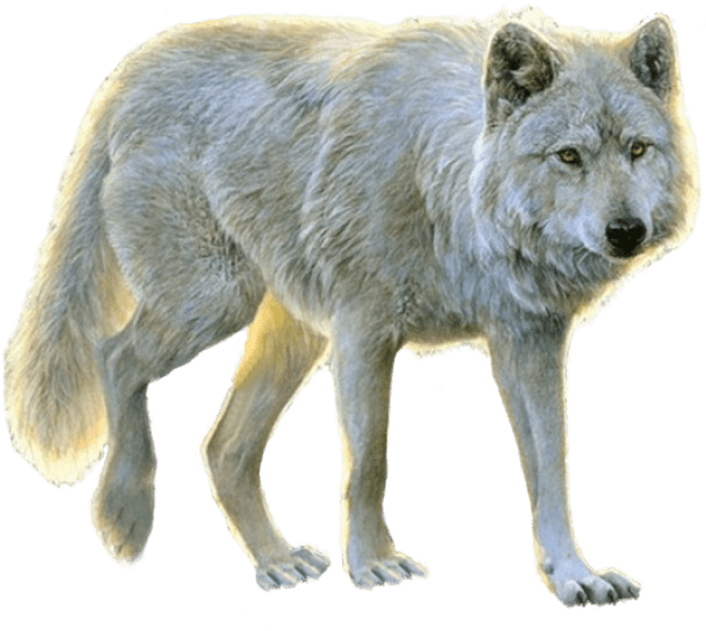 Download PNG image - Wolf PNG Isolated Image 