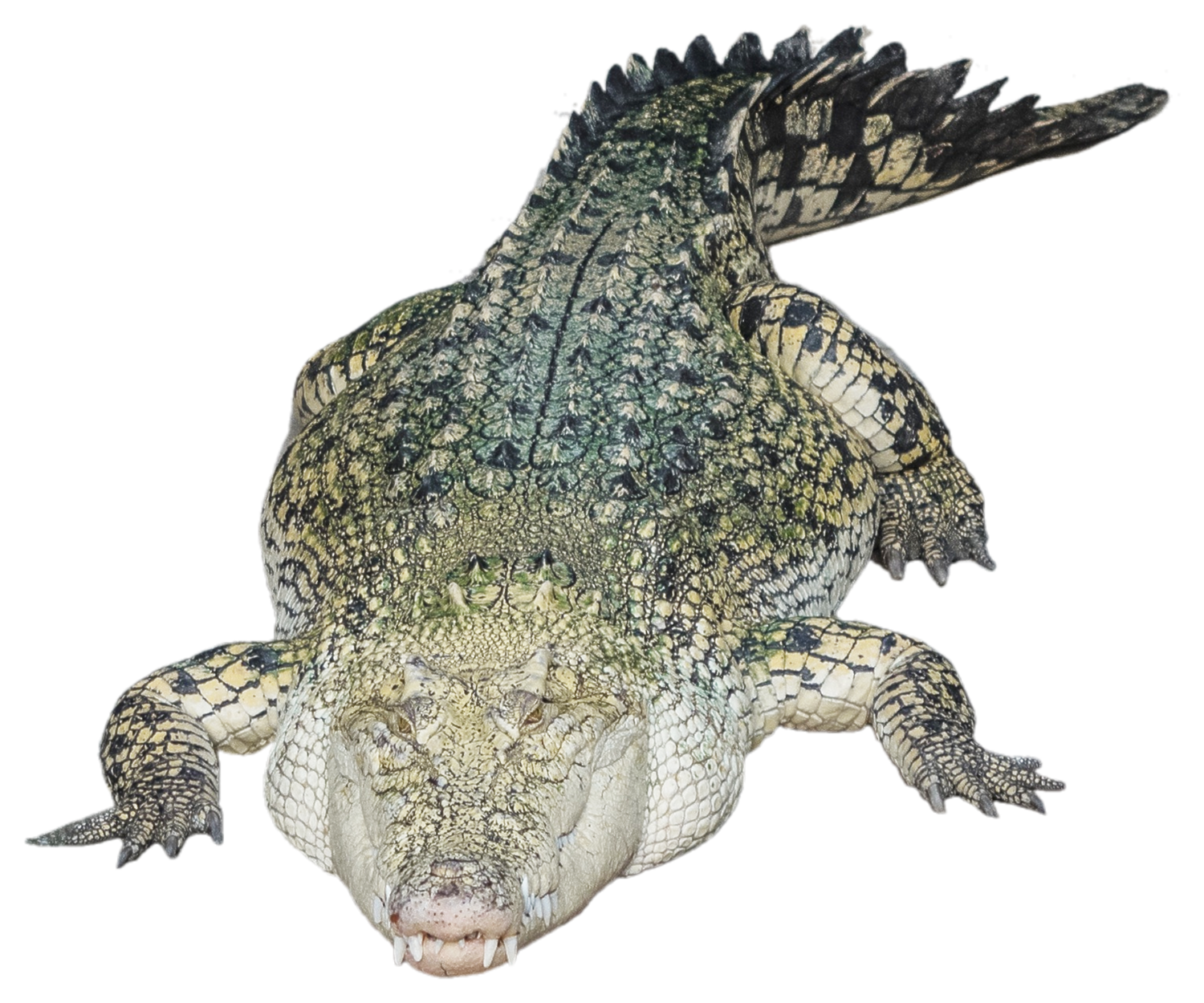 Download PNG image - Alligator PNG Photo 