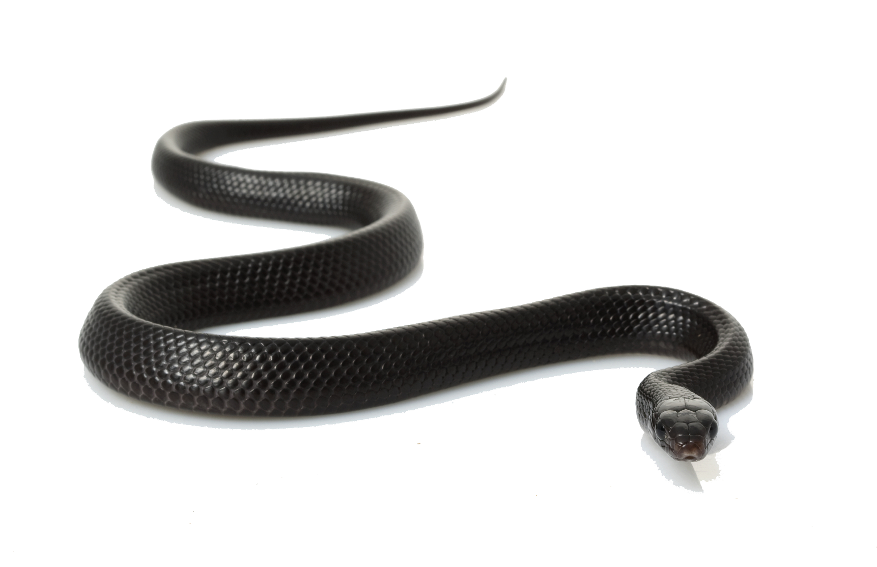 Download PNG image - Black Snake PNG Clipart 