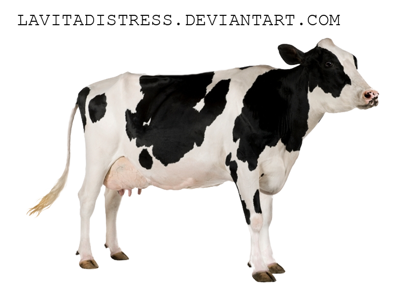 Download PNG image - Cow PNG Photos 