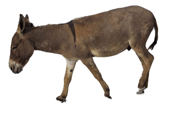 Download PNG image - Donkey PNG Picture 