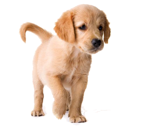Download PNG image - Golden Retriever Puppy PNG Image 