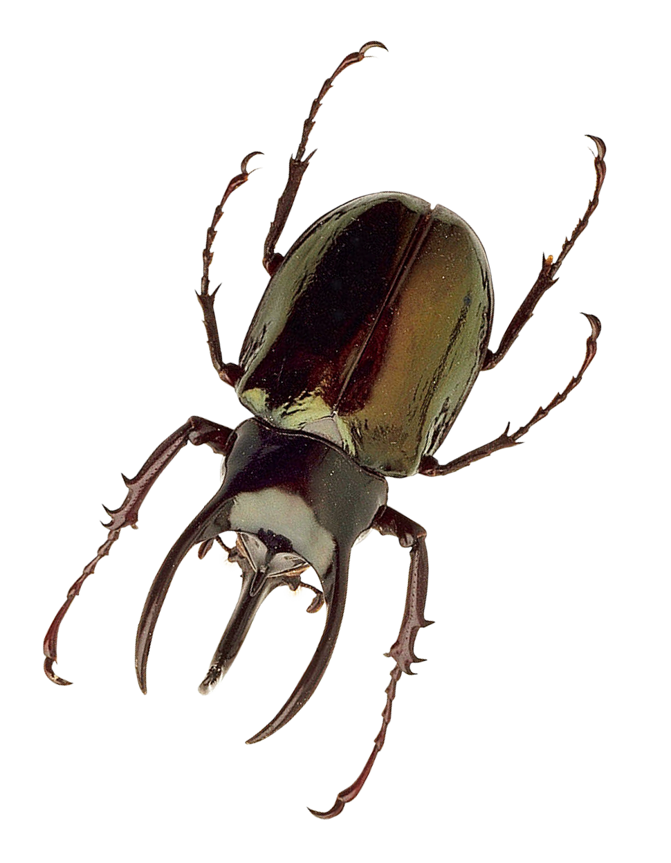 Download PNG image - Insect PNG Photo 