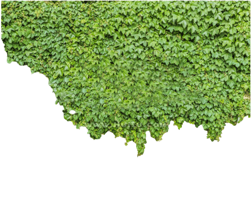 Download PNG image - Ivy PNG Picture 
