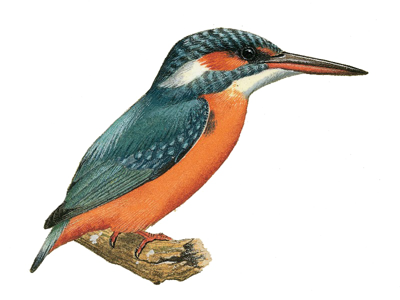 Download PNG image - Kingfisher PNG File 