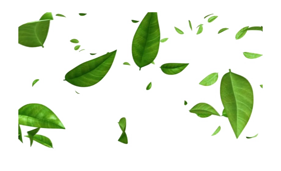 Download PNG image - Leaves PNG Isolated Photo 