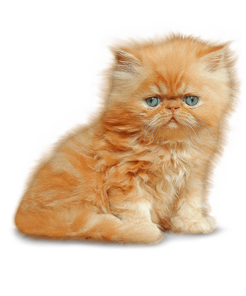 Download PNG image - Little Kitten Transparent Background 