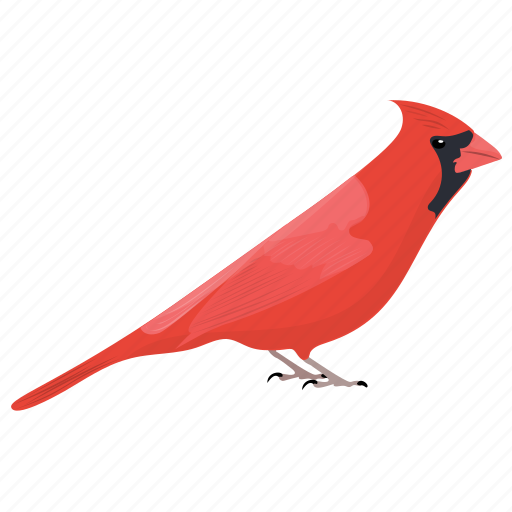 Download PNG image - Pied Northern Cardinal PNG File 