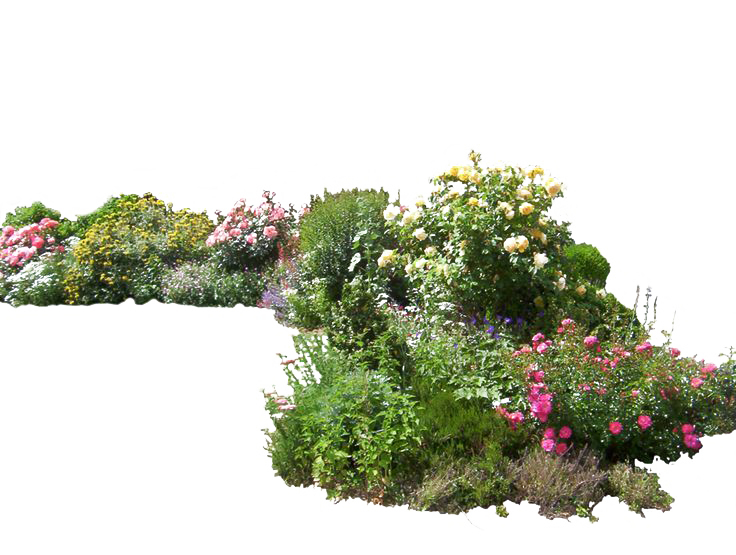 Download PNG image - Plants PNG Photo 