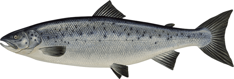 Download PNG image - Salmon Fish Transparent PNG 