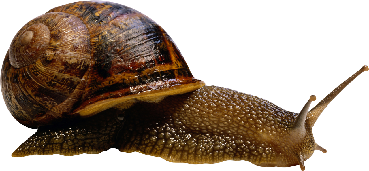 Download PNG image - Snail PNG HD Isolated 