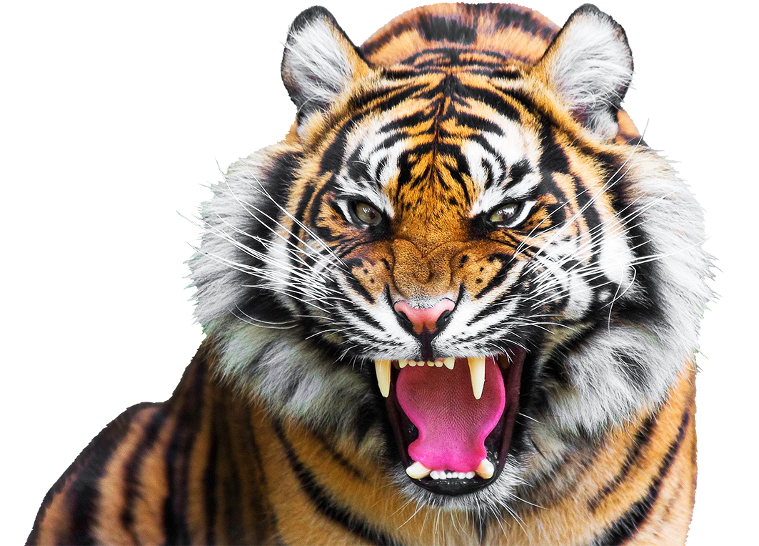 Download PNG image - Tiger PNG Isolated HD Pictures 