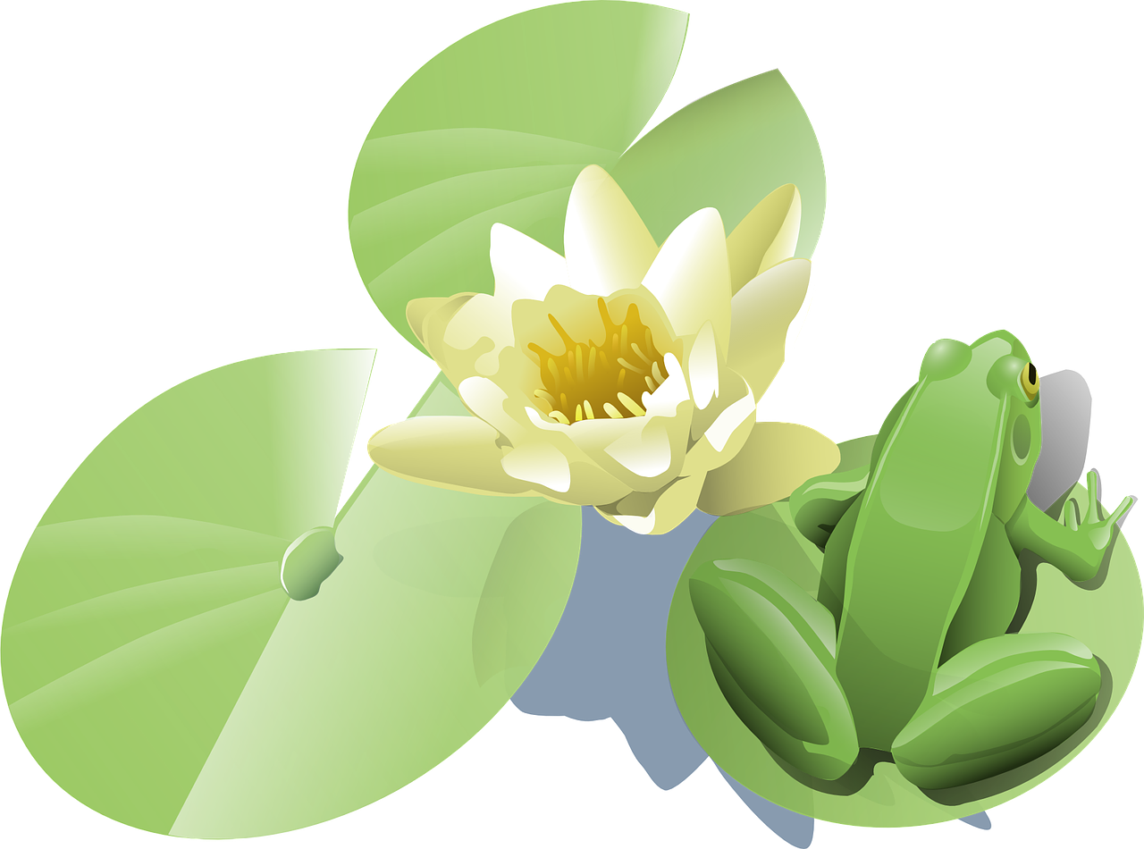Download PNG image - Vector Lotus Flower PNG Clipart 