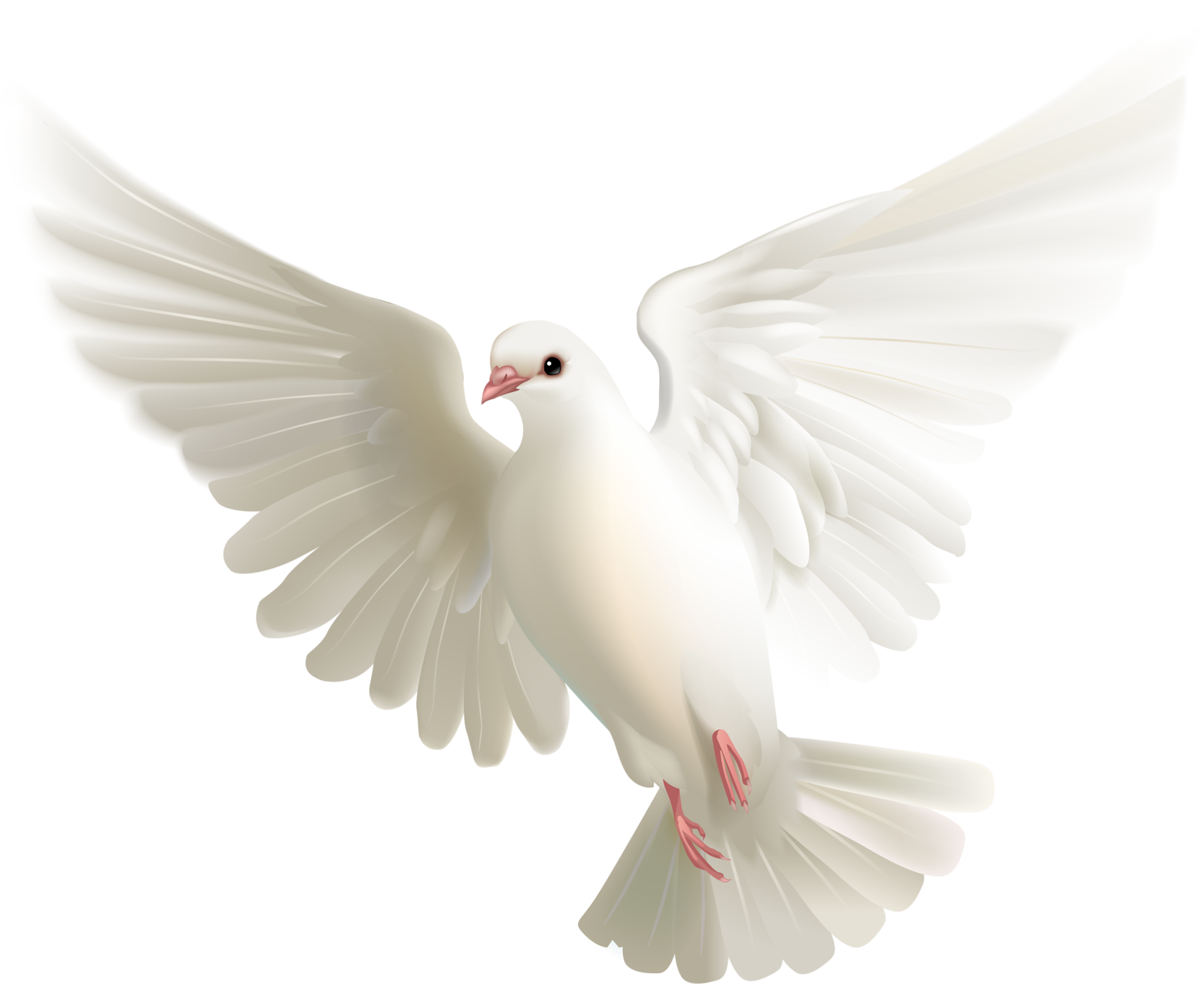 Download PNG image - White Pigeon Dove PNG Image 