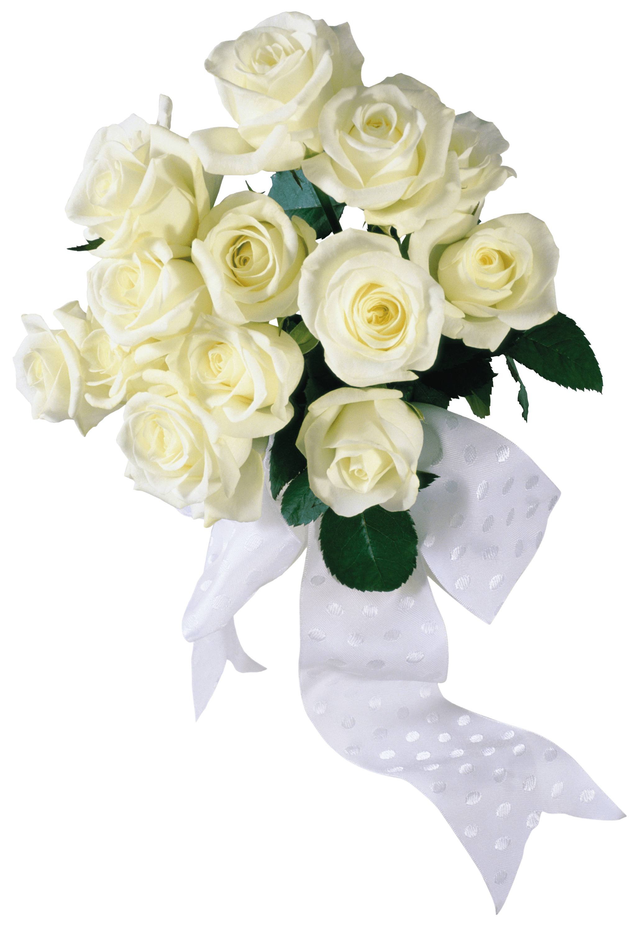 Download PNG image - White Rose PNG HD Photo 