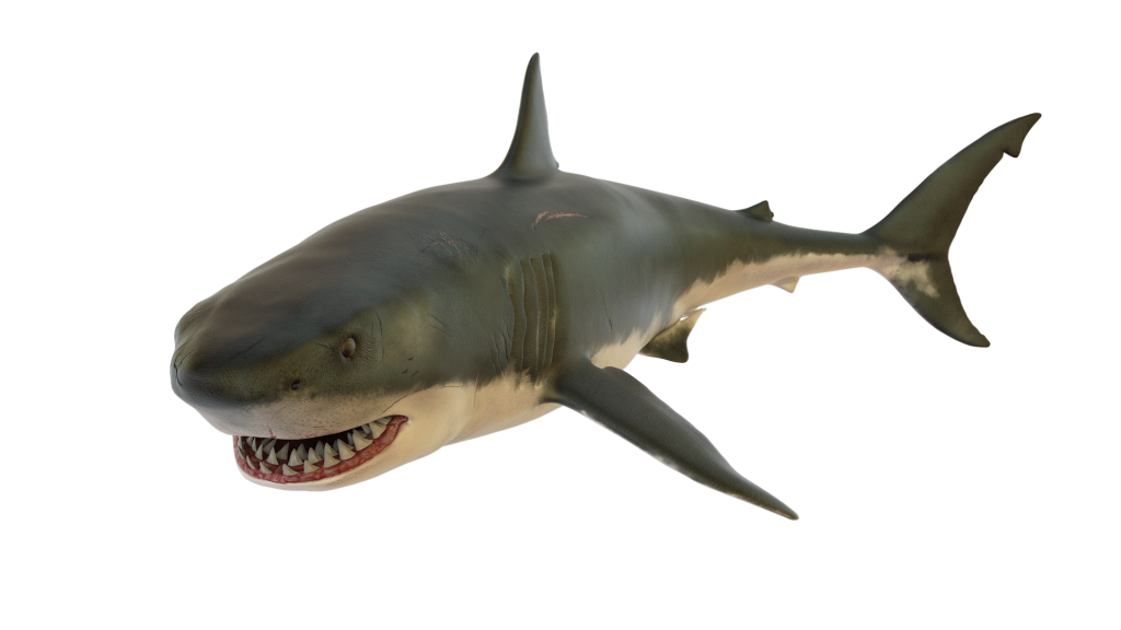 Download PNG image - Aquatic Megalodon Shark Transparent PNG 