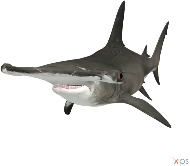 Download PNG image - Aquatic Real Shark Transparent PNG 