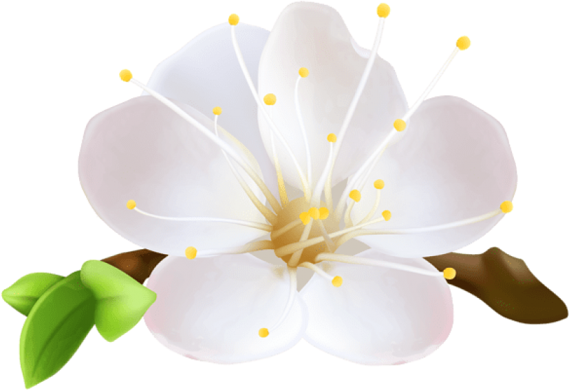 Download PNG image - Bloom Spring Flower PNG File 