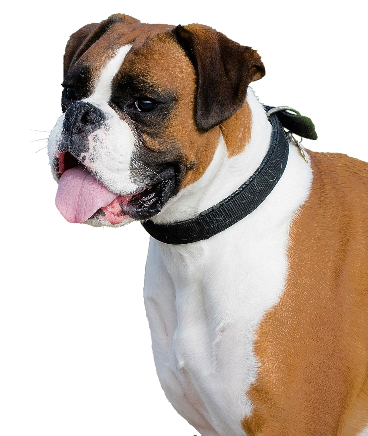 Download PNG image - Boxer Dog Tongue Out PNG 