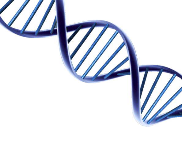 Download PNG image - DNA Transparent Background 