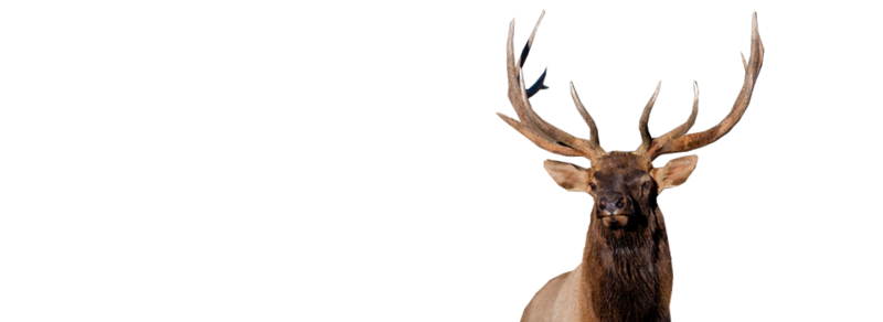 Download PNG image - Elk PNG Isolated File 
