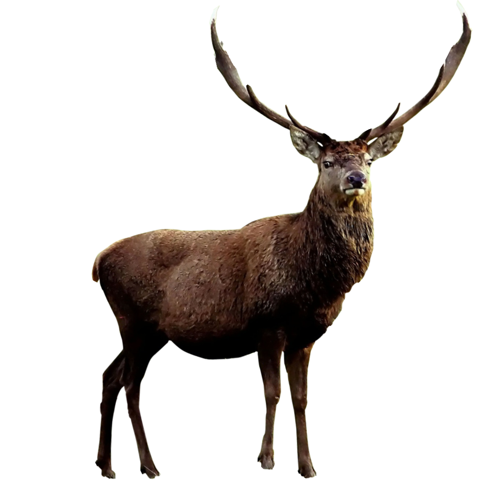 Download PNG image - Elk PNG Isolated HD 