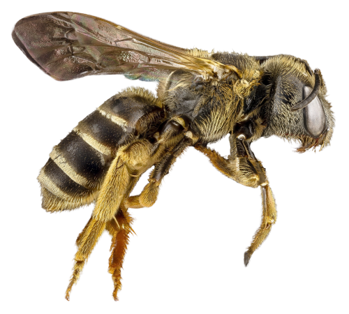 Download PNG image - Flying Honey Bee Transparent PNG 