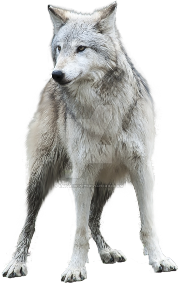 Download PNG image - Grey Wolf PNG Clipart 