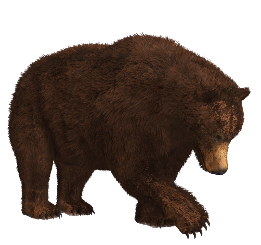 Download PNG image - Grizzly Bear PNG Isolated HD 