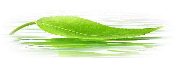 Download PNG image - Leaf Water Drop PNG File 