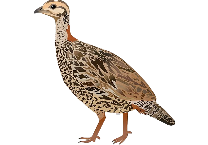 Download PNG image - Partridge PNG HD 