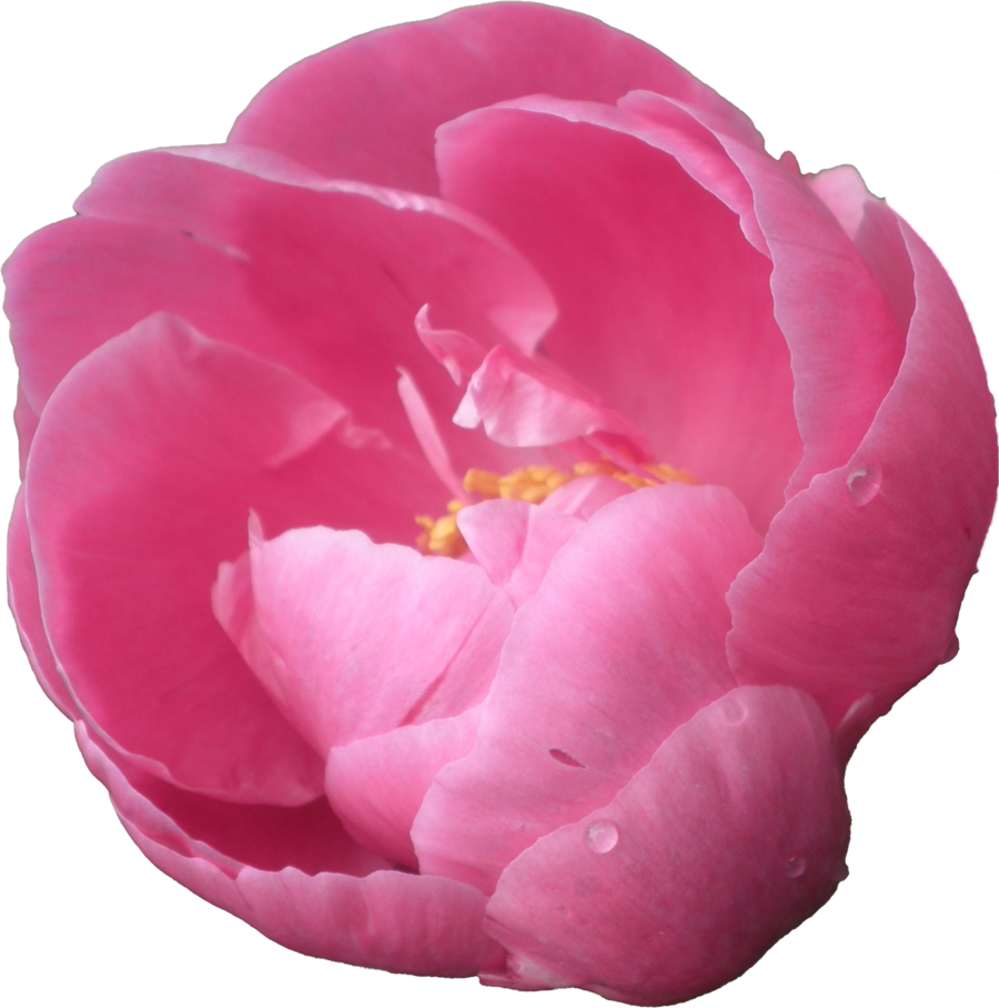 Download PNG image - Peony PNG Pic 