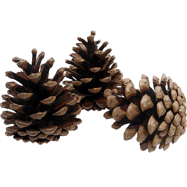 Download PNG image - Pinecone PNG Background Image 
