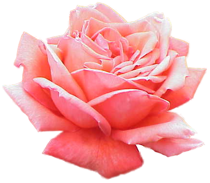 Download PNG image - Pink Rose PNG Picture 